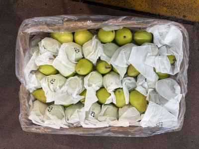 Foto Pere Cosce Calibro L Origine Cina Marchio Battaglio      3